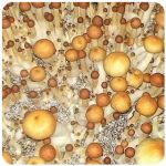 Псилоцибиновые (галлюциногенные)  грибы Psilocybin "Golden Teacher" в Красноармейске
