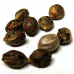Семена марихуаны АК-47  (Seeds AK-47) в Красноармейске
